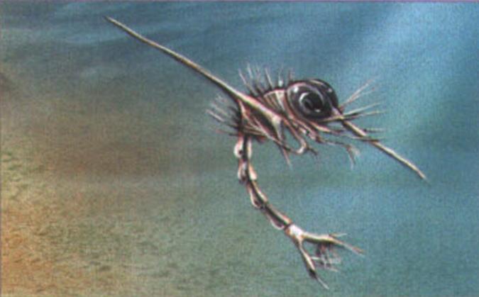 Новорожденная личинка манящего краба имеет в длину около 1 мм и некоторое время дрейфует в толще планктона.