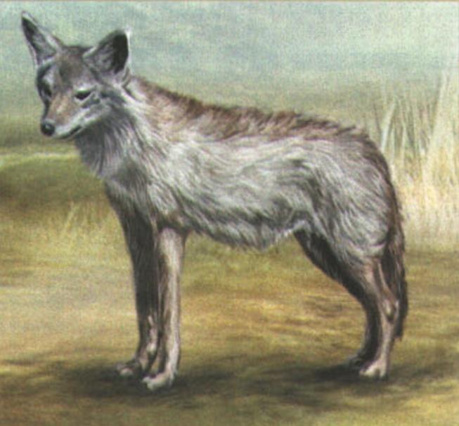 Азиатский шакал (Canis aureus).