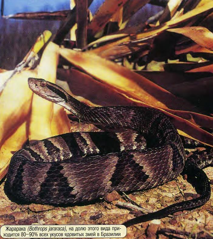 Жарарака (Bothrops jararaca), на долю этого вида приходится 80-90% всех укусов ядовитых змей в Бразилии.