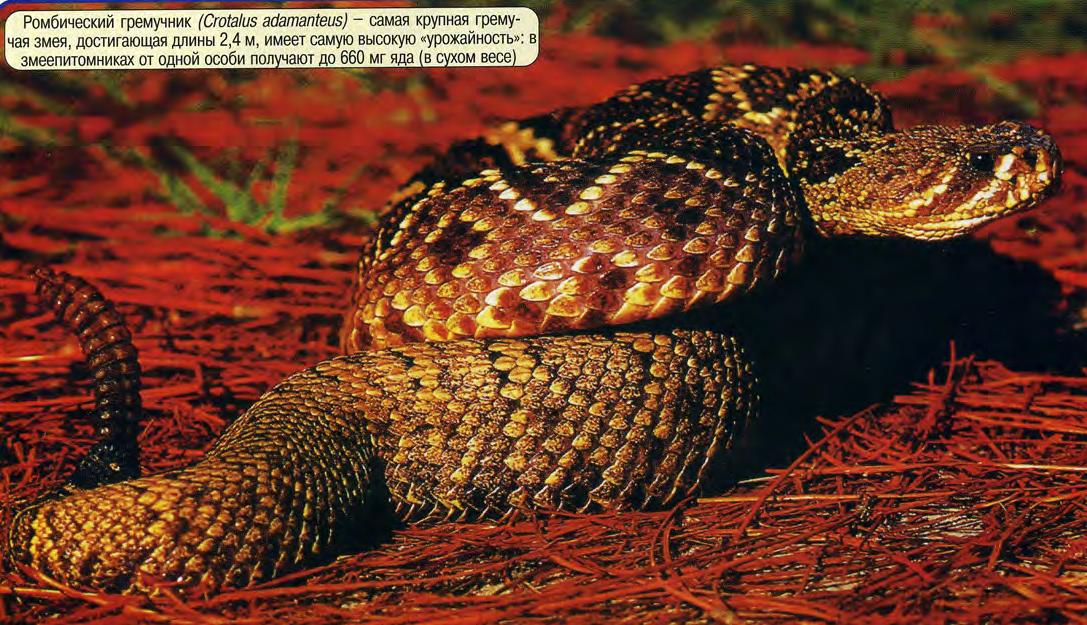 Ромбический гремучник (Crotalus adamanteus) - самая крупная гремучая змея, достигающая длины 2,4 м, имеет самую высокую "урожайность": в змеепитомниках от одной особи получают до 660 мг яда (в сухом весе).