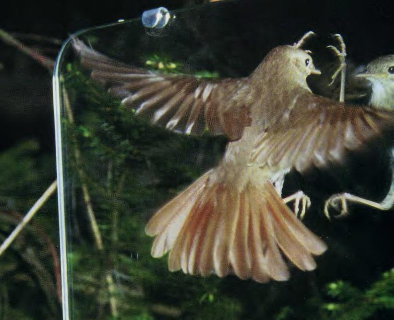 Фотоохота на птиц с магнитофоном. Как приманить птицу чтобы сделать фото?