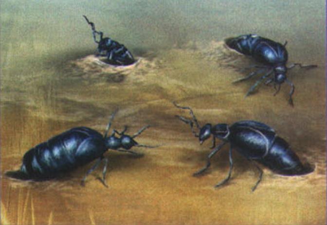 Следующей весной из земли выходят взрослые жуки.