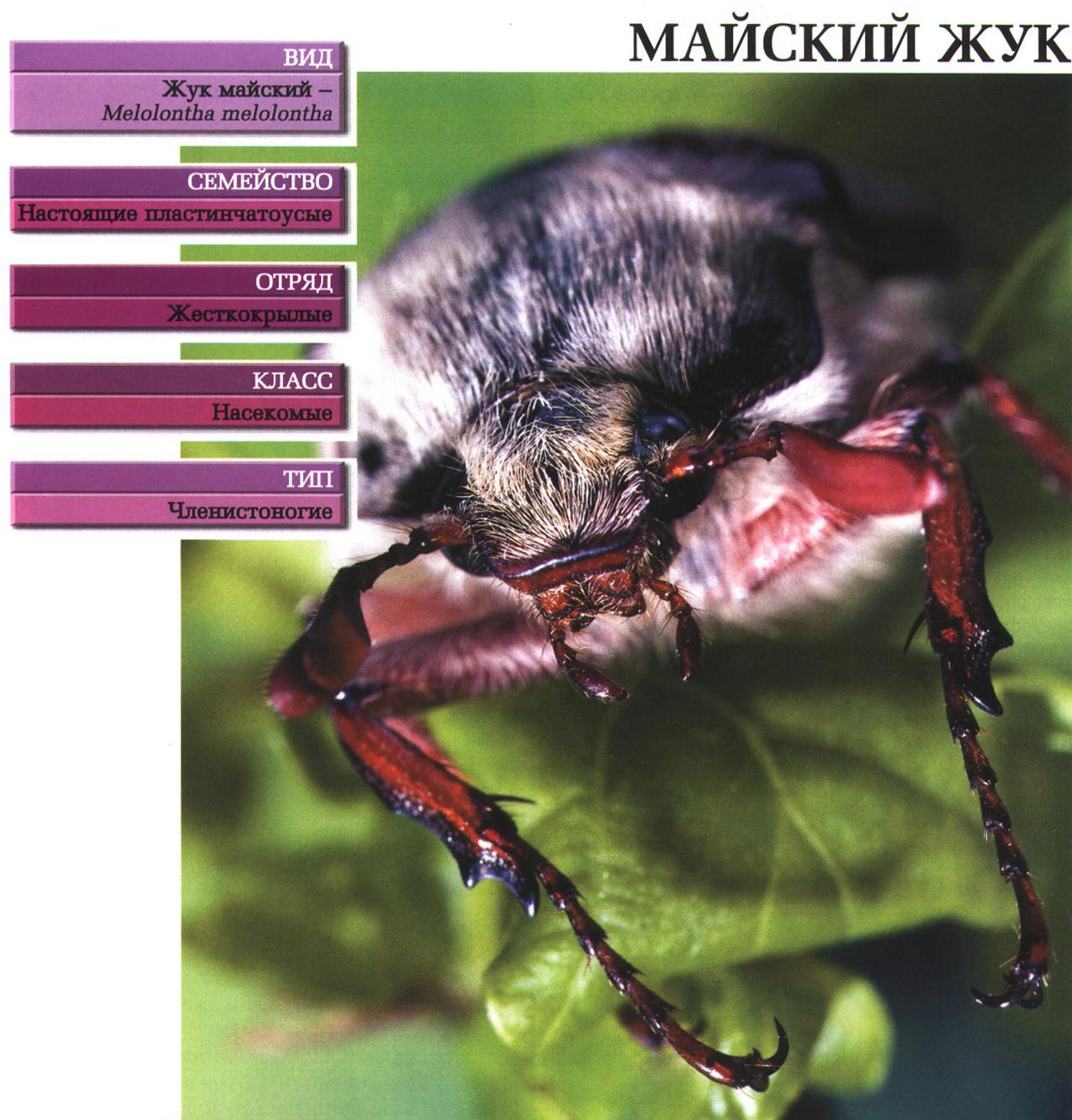 Систематика (научная классификация) жука майского. Melolontha melolontha.