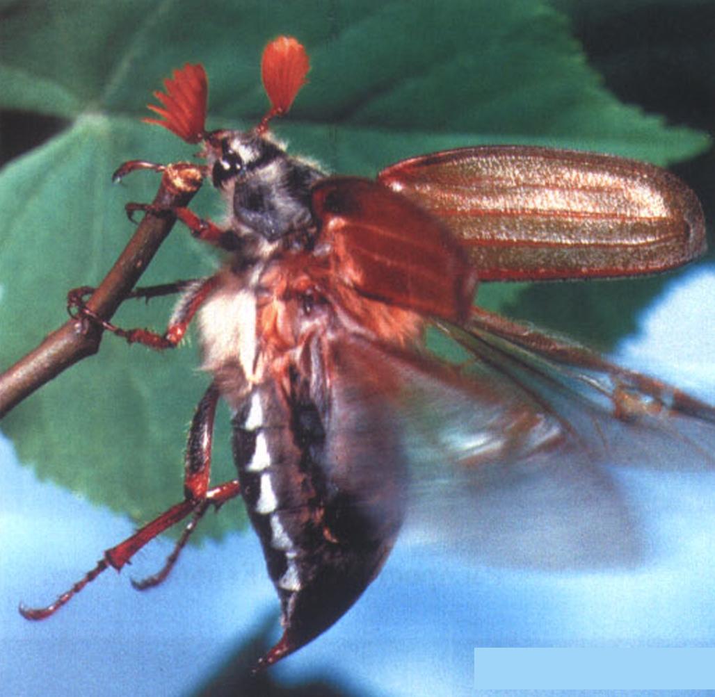 Обладатель прекрасного аппетита, майский жук является одним из самых опасных лесных вредителей.