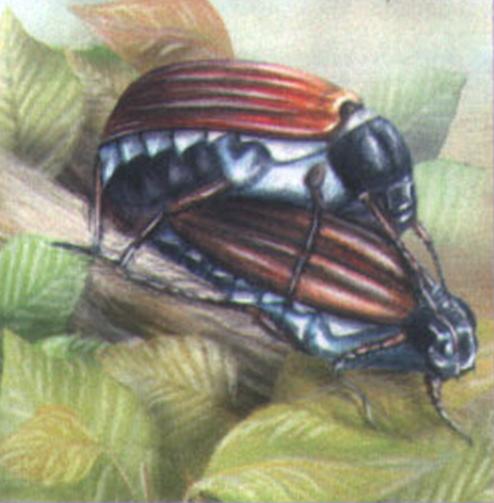 Майские жуки спариваются на тех же растениях, на которых кормятся.