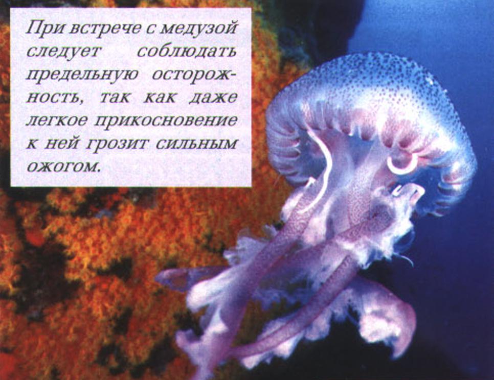 При встрече с медузой следует соблюдать предельную осторожность, так как даже легкое прикосновение к ней грозит сильным ожогом.