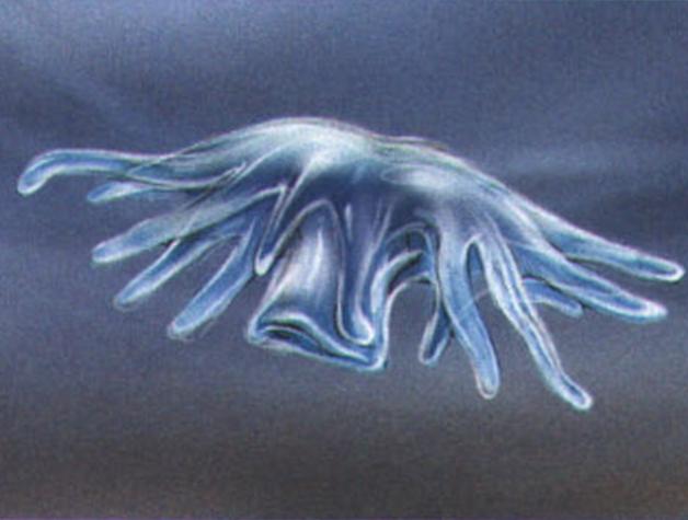 Отделившись от субстрата, молодая медуза пускается в свободное плавание.