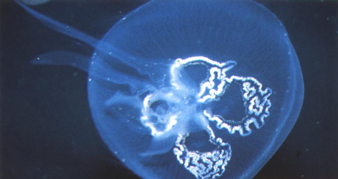 Ротовые лопасти аурелии ушастой являются выростами ротового отверстия. Их внутренние поверхности усеяны стрекательными клетками, наполненными смертоносным ядом.