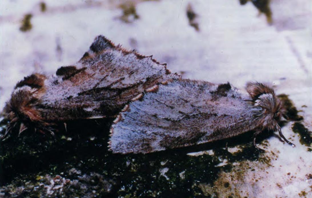 Самец и самка хохлатки-кармелитки (Odontosia carmelita Esp.).