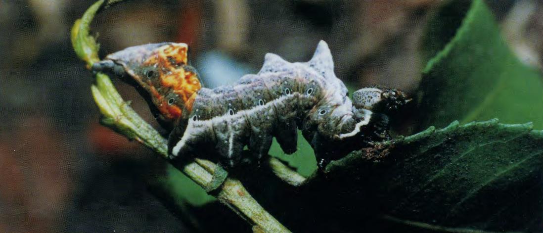 Гусеница хохлатки-зигзаг (Notodonta ziczac L.)
