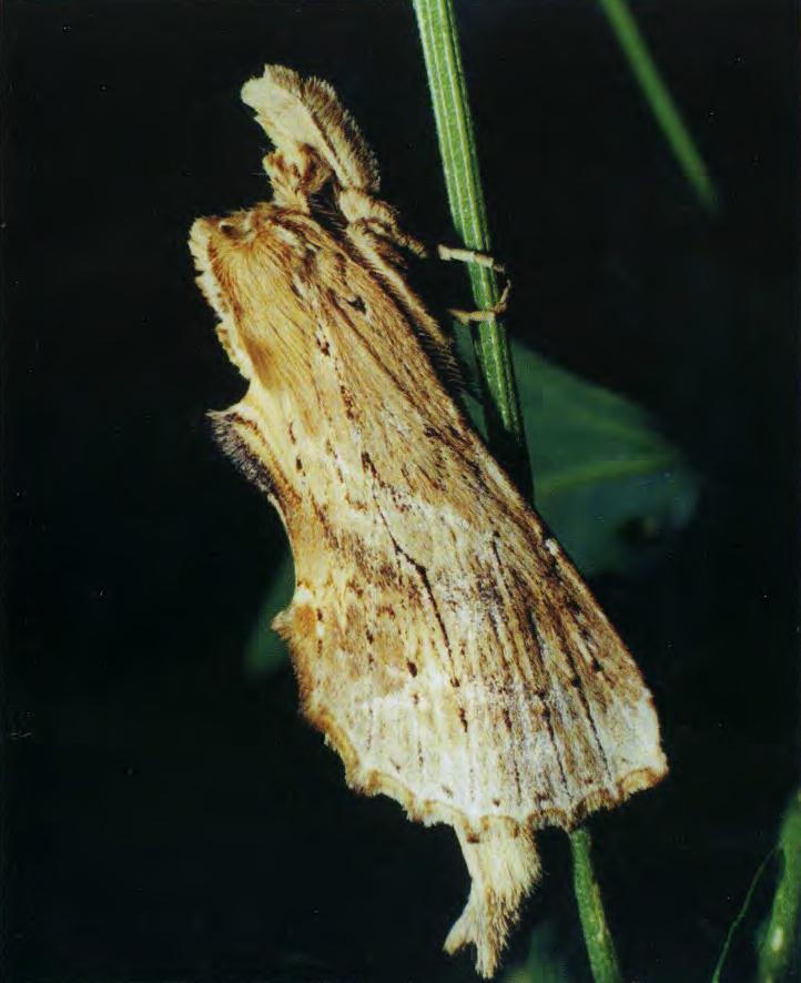 Хохлатка остроголовая (Pterostoma palpina Cl.). Фотография была сделана в парке города Ярославля среди тополевых посадок.