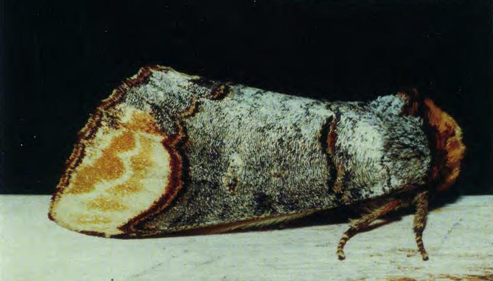 Лунка серебристая (Phalera bucephala L.)