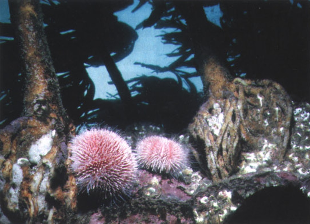 Морские ежи выметывают свои половые продукты прямо в воду, где морские течения перемешивают икринки и сперму и происходит оплодотворение.