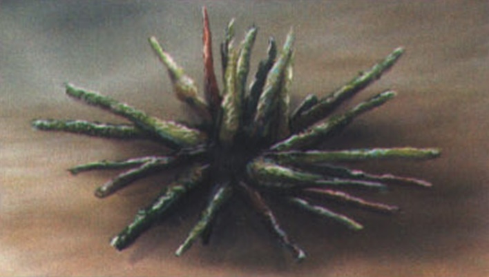 Phyllacanthus imperialis.