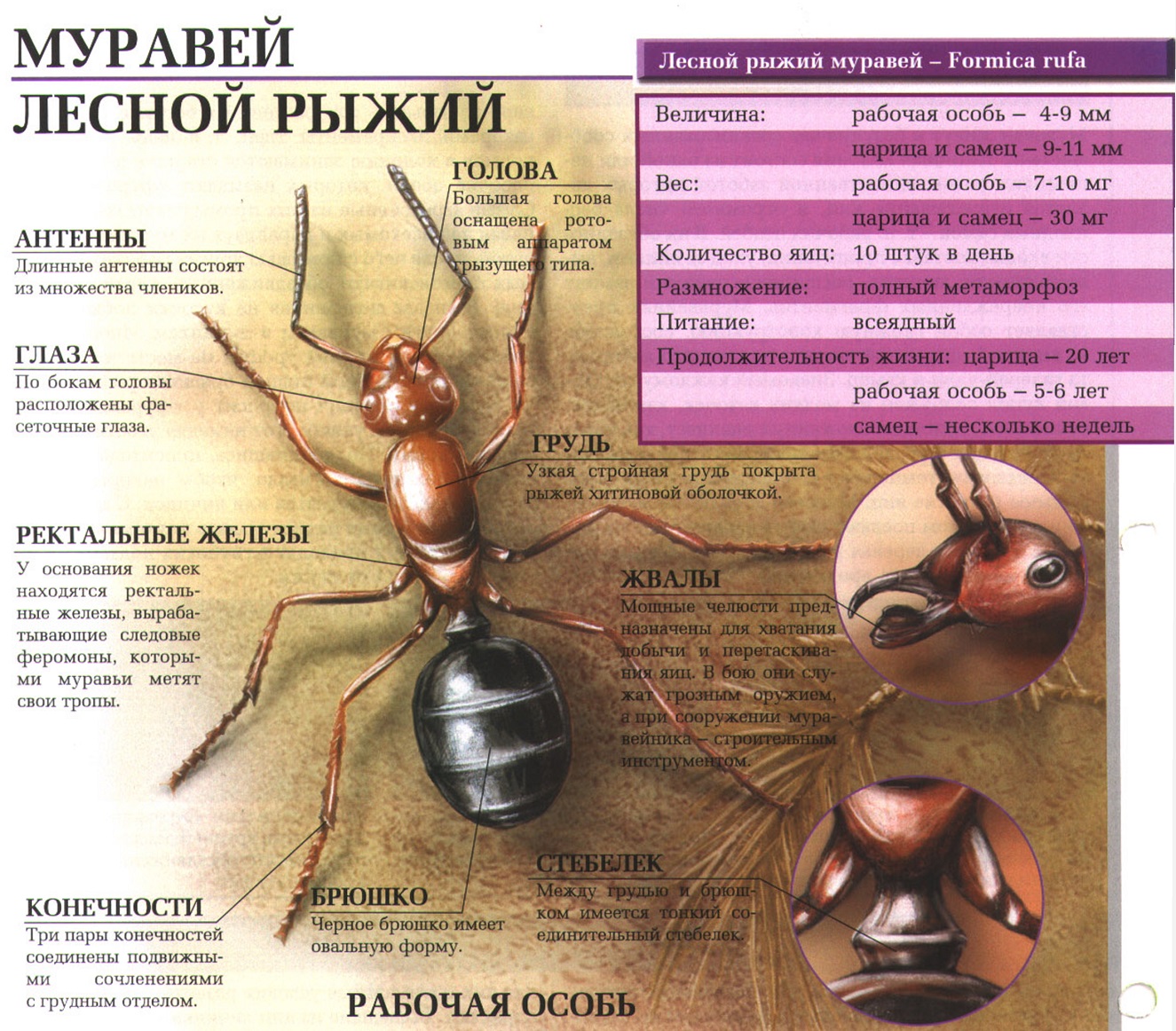 Описание рыжего лесного муравья.