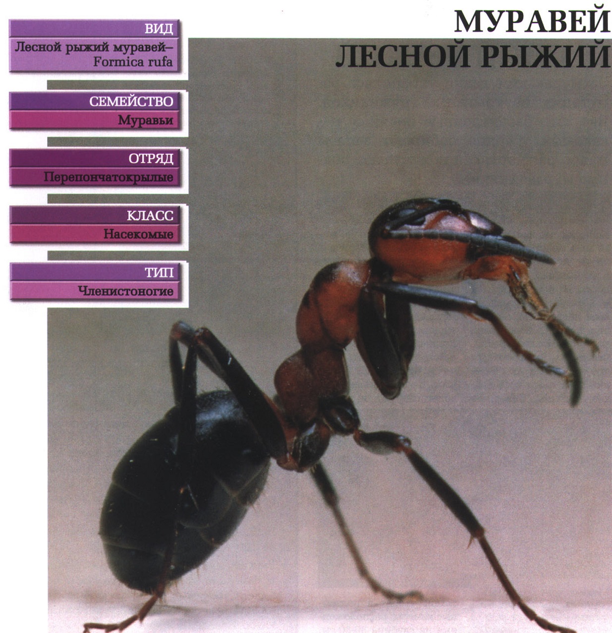 Систематика (научная классификация) муравья рыжего лесного. Formica rufa.