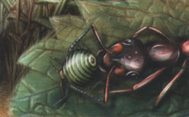 Муравьи-«доярки» выпасают колонии тлей, собирают сладкую падь и переносят ее в муравейник.