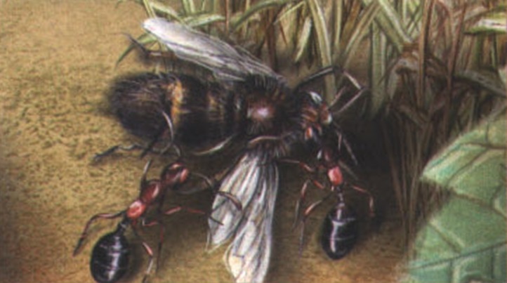 Общими силами «фуражиры» атакуют даже очень крупных насекомых и перетаскивают обездвиженную жертву в родное гнездо.