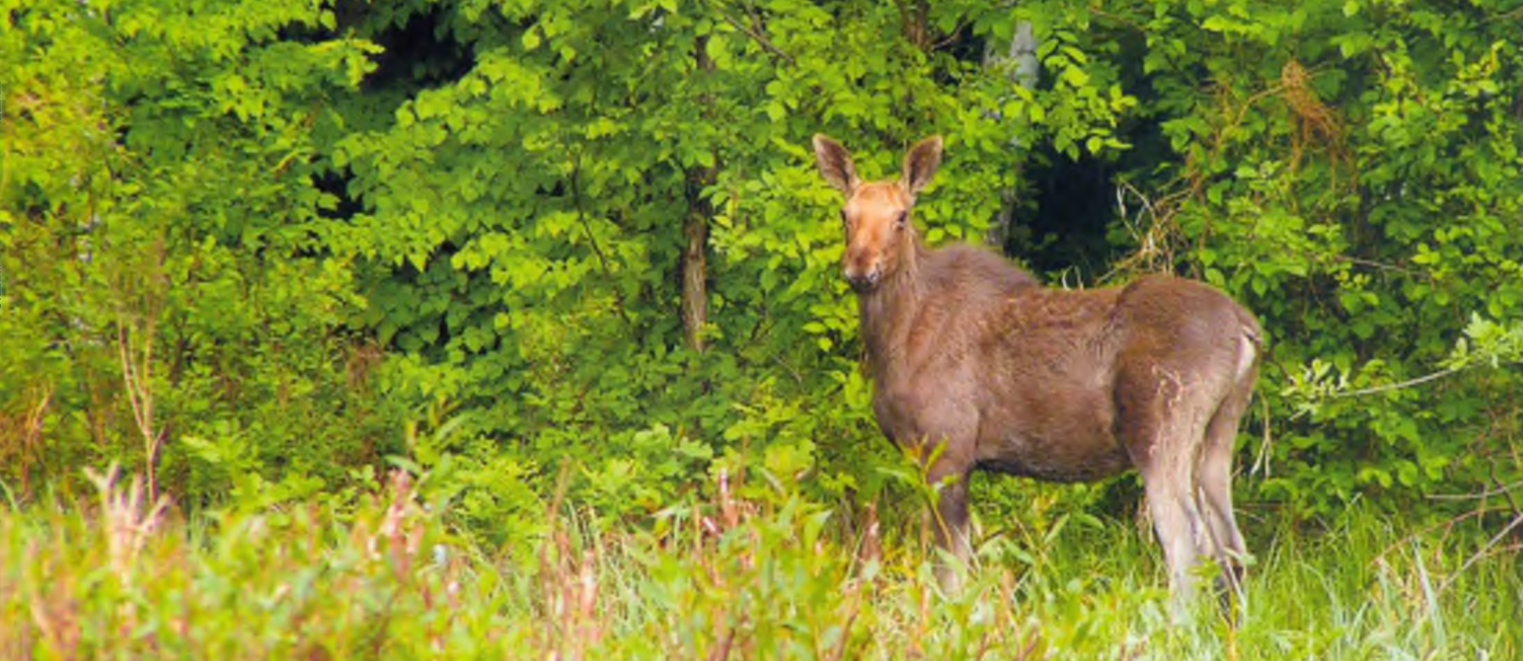 Лось (Alces alces) — самое крупное млекопитающее в лесах заповедника (Фото Д. Горшкова).