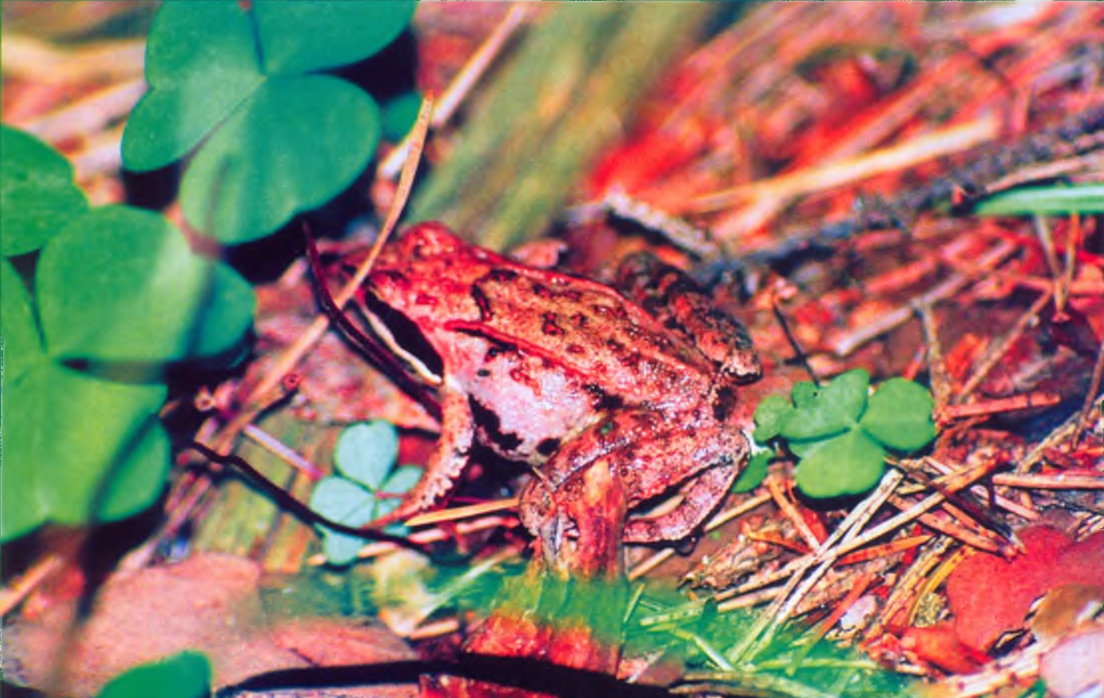 Остромордые лягушки так многочисленны на территории Раифского участка, что в буквальном смысле слова ходят по ногам (Фото В. Боброва).