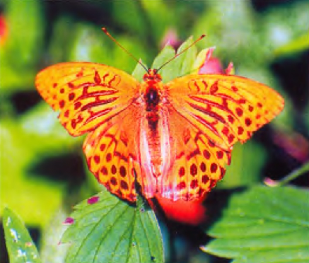 На лесных полянах заповедника много встречается бабочек (Фото В. Боброва).