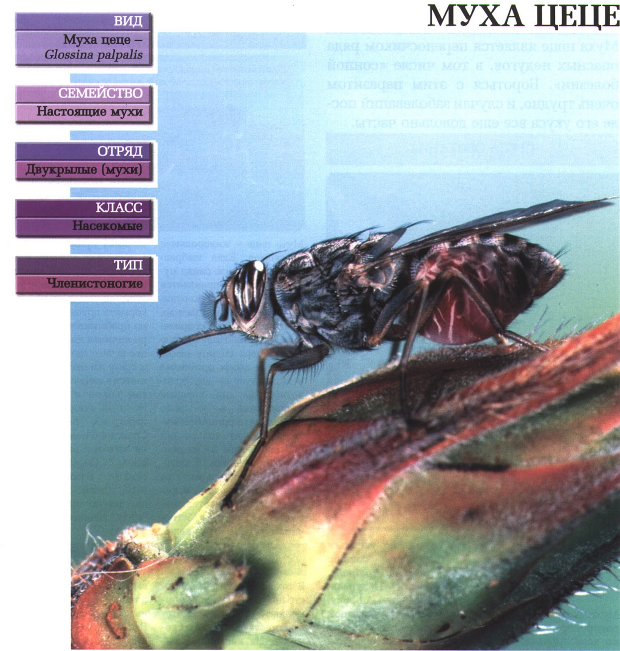 Систематика (научная классификация) мухи цеце. Glossina palpalis.