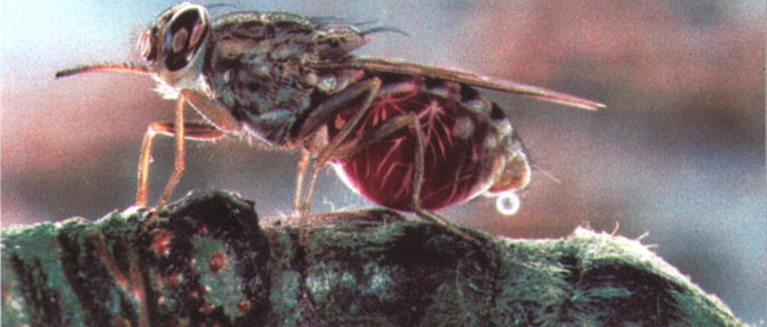 Одноразового оплодотворения вполне достаточно, чтобы самка мухи цеце всю жизнь откладывала яйца.