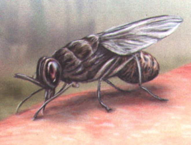 Во время кормежки муха выпивает вдвое больше крови, чем весит она сама.