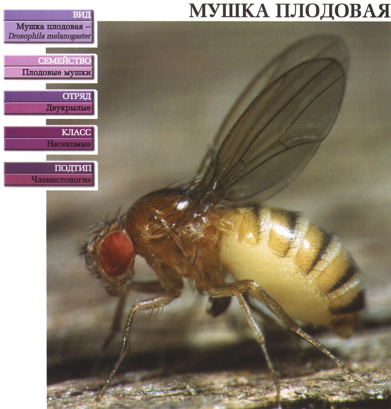 Систематика (научная классификация) плодовой мушки (дрозофилы). Drosophila melanogaster.