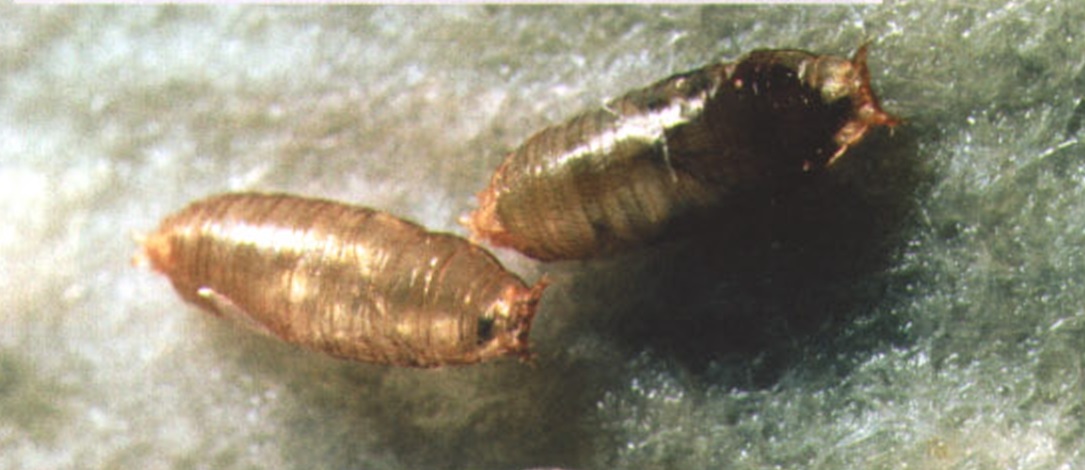 Личинки плодовой мушки покоятся в коконах.
