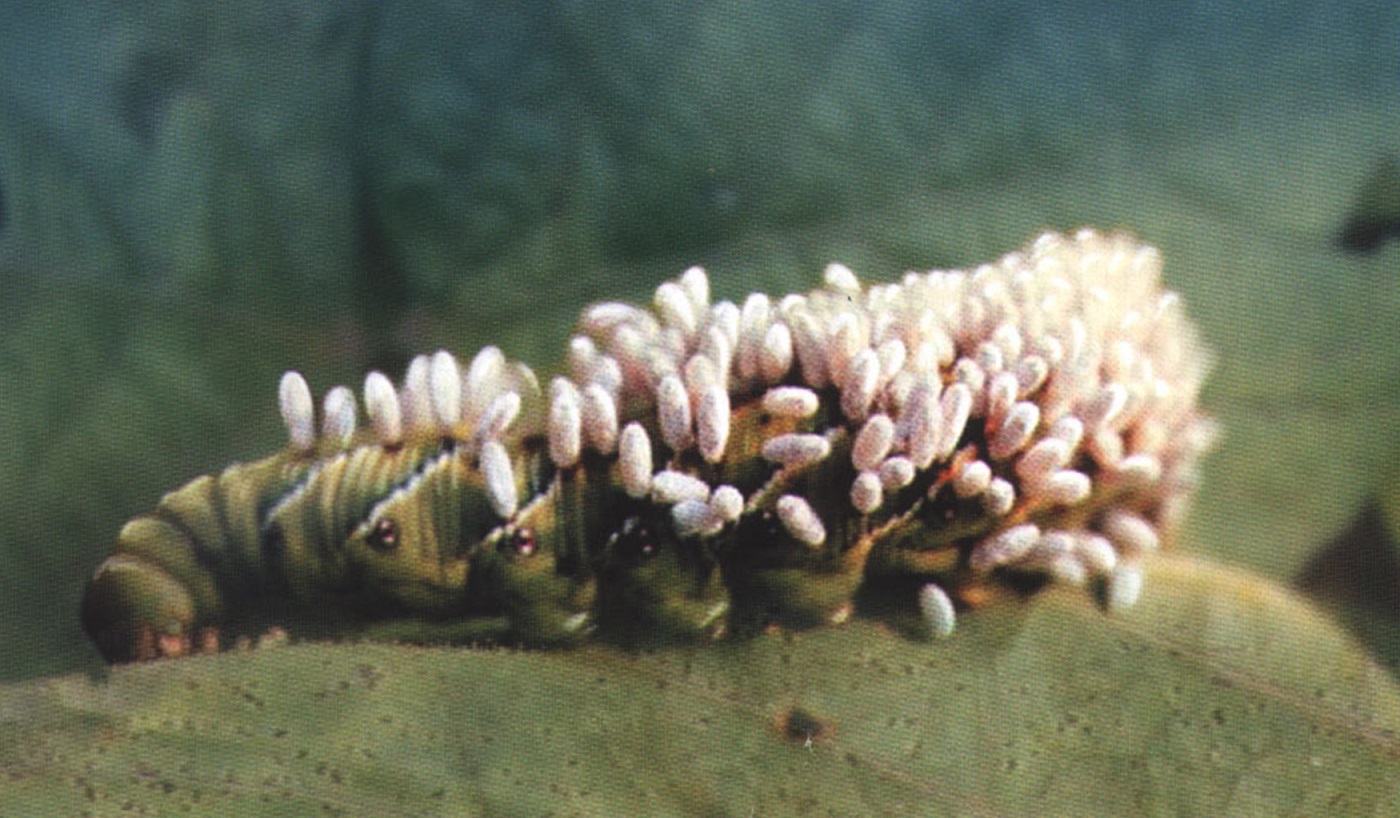 Вдоль тела мертвой гусеницы личинки наездника формируют целую колонию коконов.