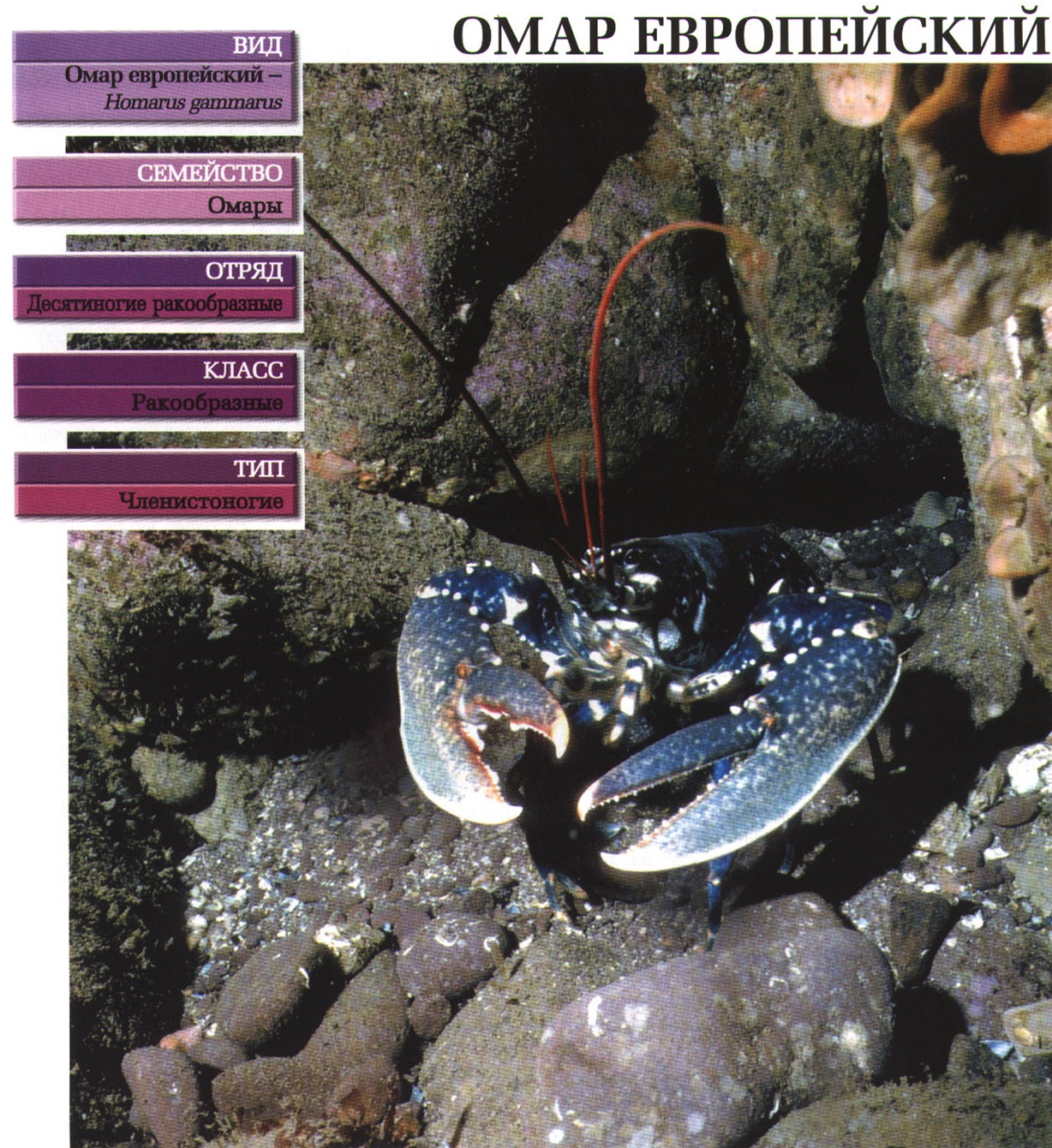 Систематика (научная классификация) европейского омара. Homarus gammarus.