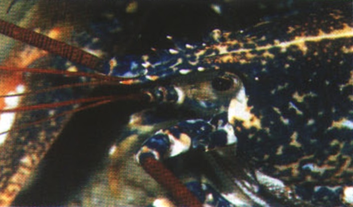 Благодаря камуфляжной окраске омар почти незаметен среди подводных камней.