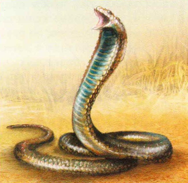 Египетская кобра (Naja haje).
