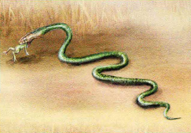 Нанеся глубокий укус сильными челюстями, кобра впрыскивает дозу яда в организм жертвы.