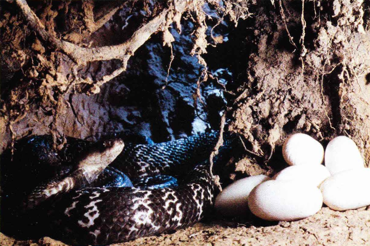 Оплодотворенная самка подыскивает удобное место для гнезда - для этих целей, например, вполне подходит крысиная нора или термитник. Кладка кобры насчитывает от 10 до 40 яиц.