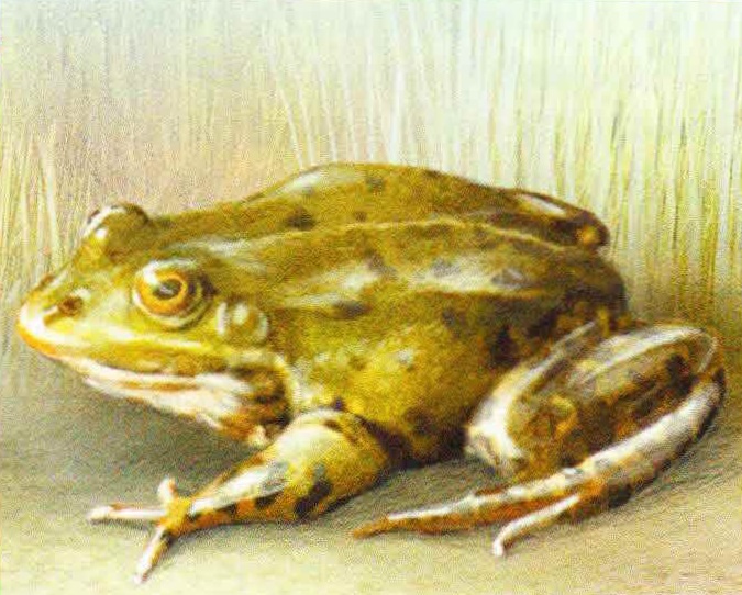 Съедобная лягушка (Rana esculenta).
