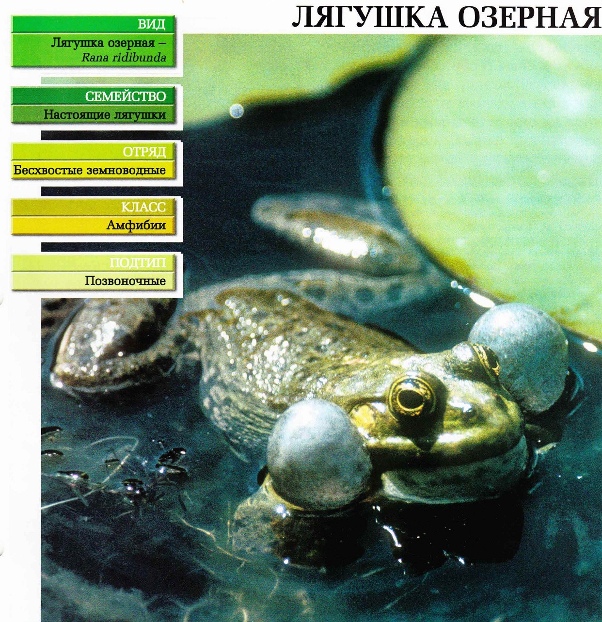 Систематика (научная классификация) лягушки озерной. Rana ridibunda.