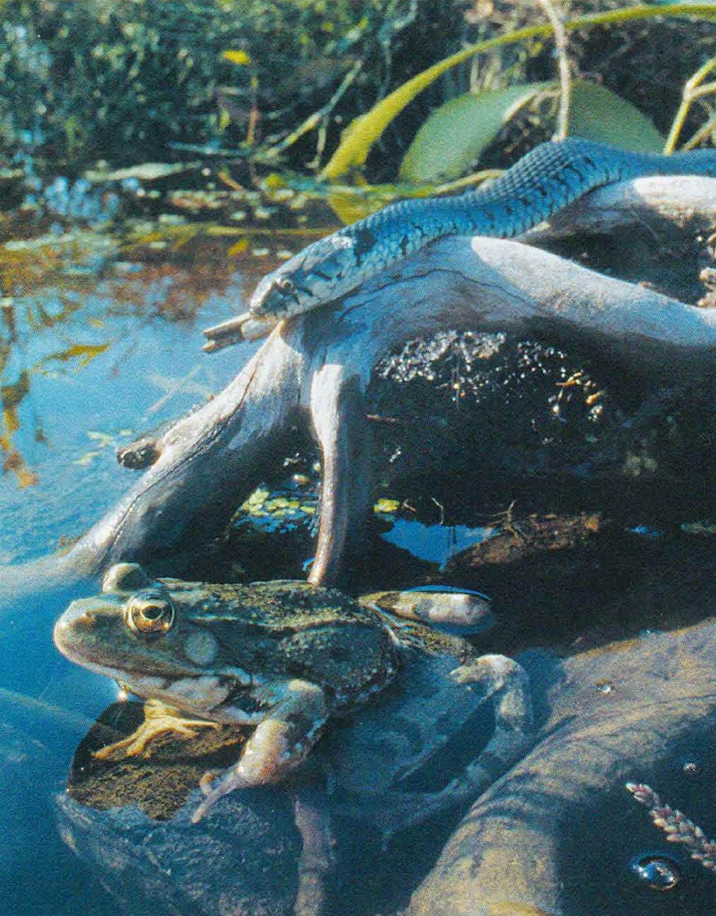 Обыкновенный уж - один из злейших врагов озерной лягушки.