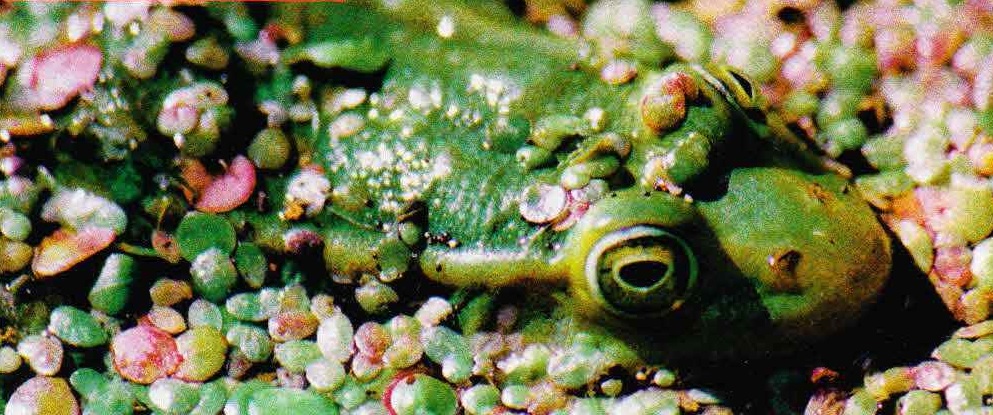 В случае опасности зеленые лягушки молниеносно прячутся в воде, где в пестрой зелени водорослей легко затаиться.