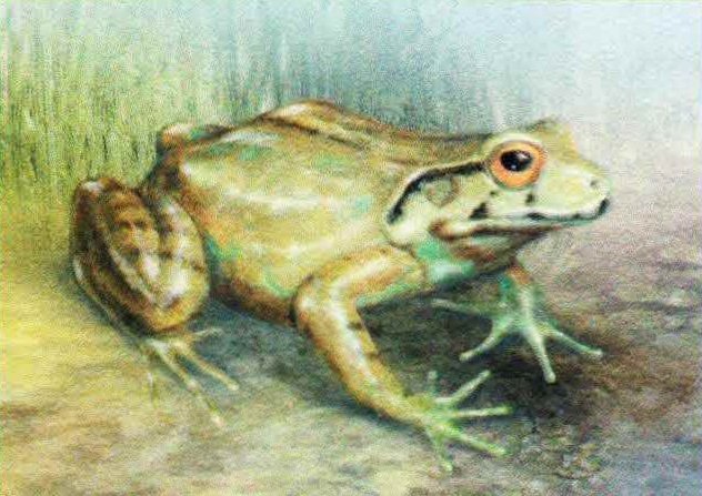 Пятипалый свистун (Leptodactylus pentadactylus).