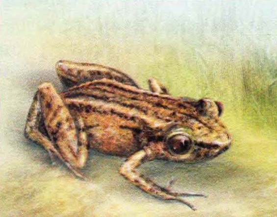 Лающая жаба (Hylactophryne augusti).
