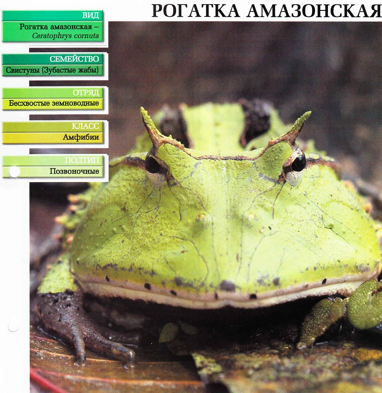 Систематика (научная классификация) рогатки амазонской. Ceratophrys cornuta.