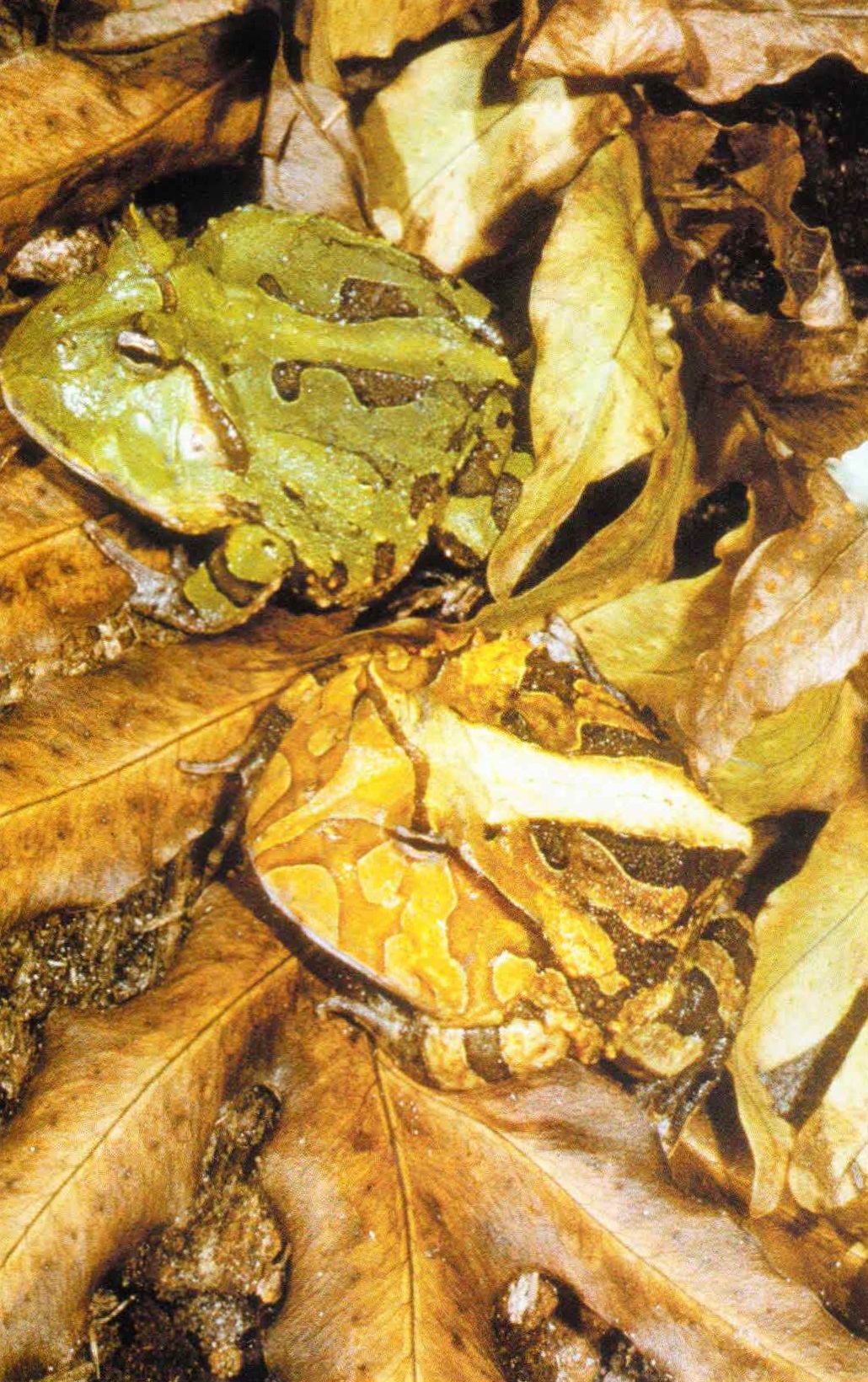 Амазонские рогатки живут во влажной листовой подстилке дождевых лесов.