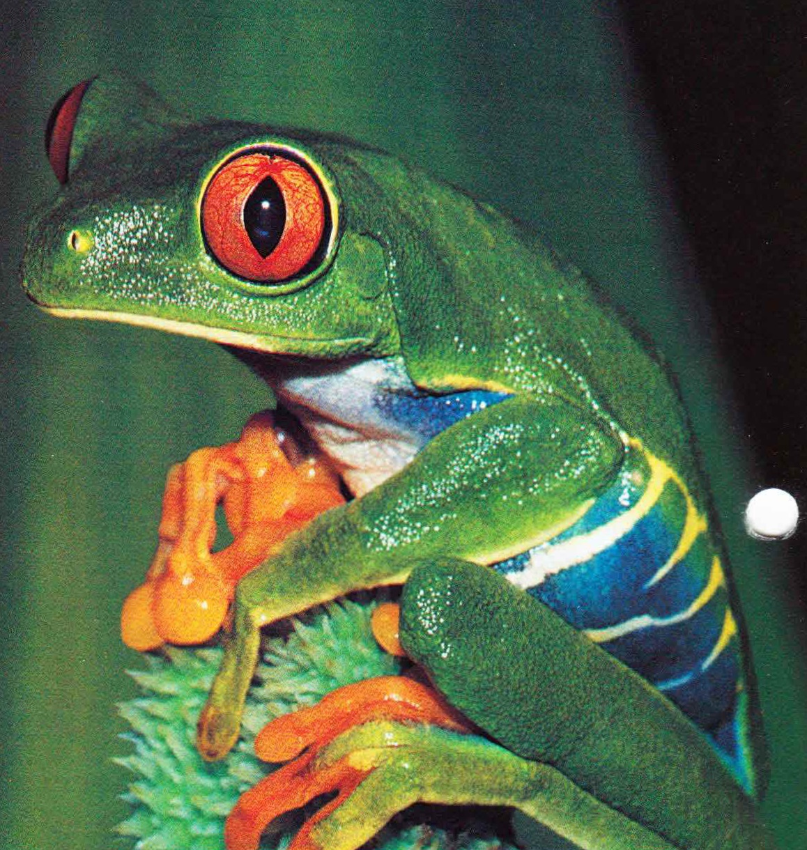 Помимо длинных пальцев и противопоставленных первых пальцев квакши, к которым относится и лягушка удивительная, отличаются на редкость яркой и эффектной окраской - своей у каждого вида.