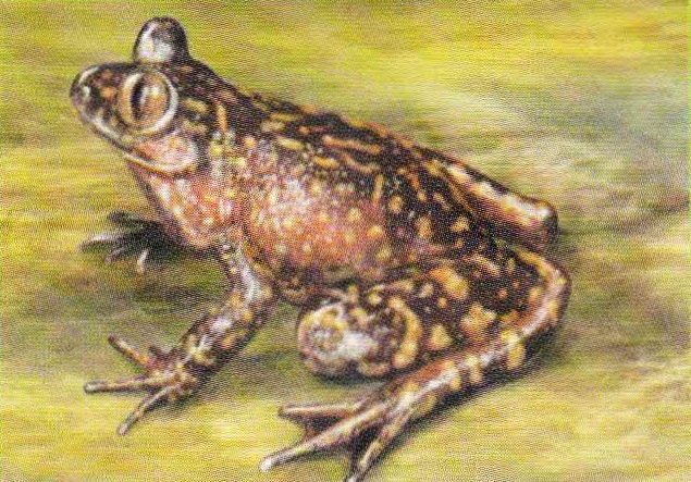 Натальская лягушка-привидение (Heleophryne natalensis).