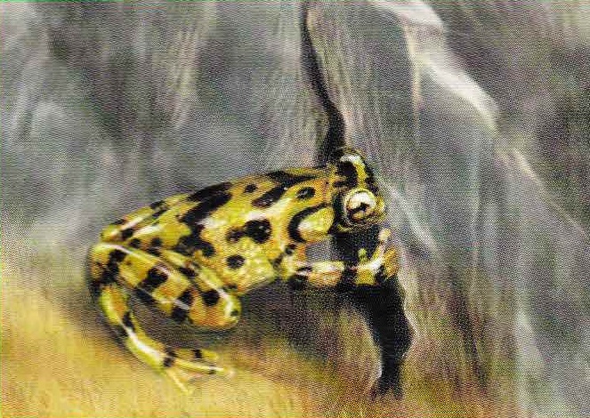 Потревоженная лягушка-привидение мигом втискивается в узкую трещину.