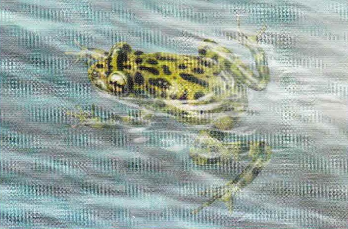 Несмотря на скромные габариты, у лягушки-привидения хватает сил плыть против течения.
