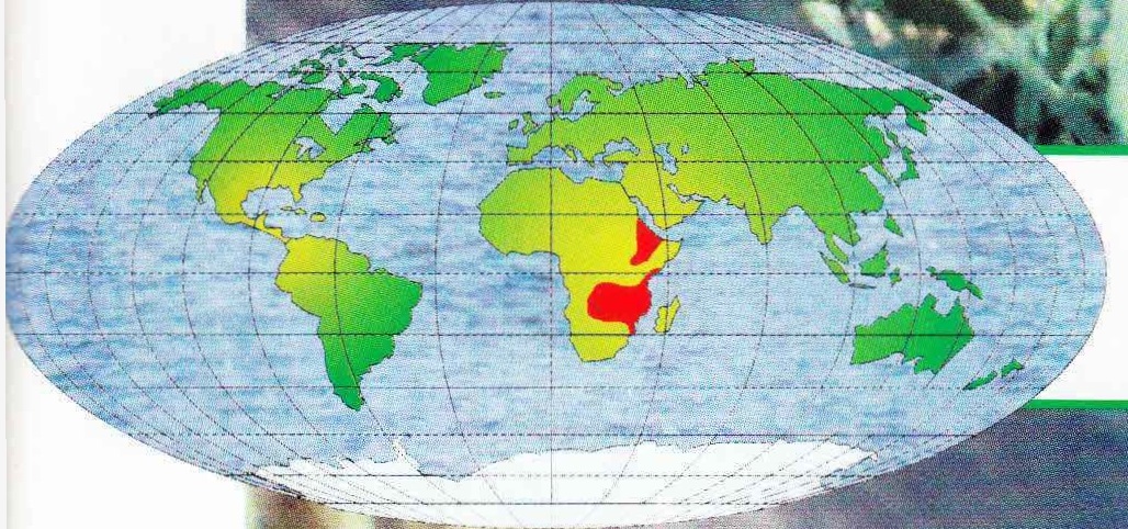 Ареал обитания чёрной мамбы - Восточная и Южная Африка.