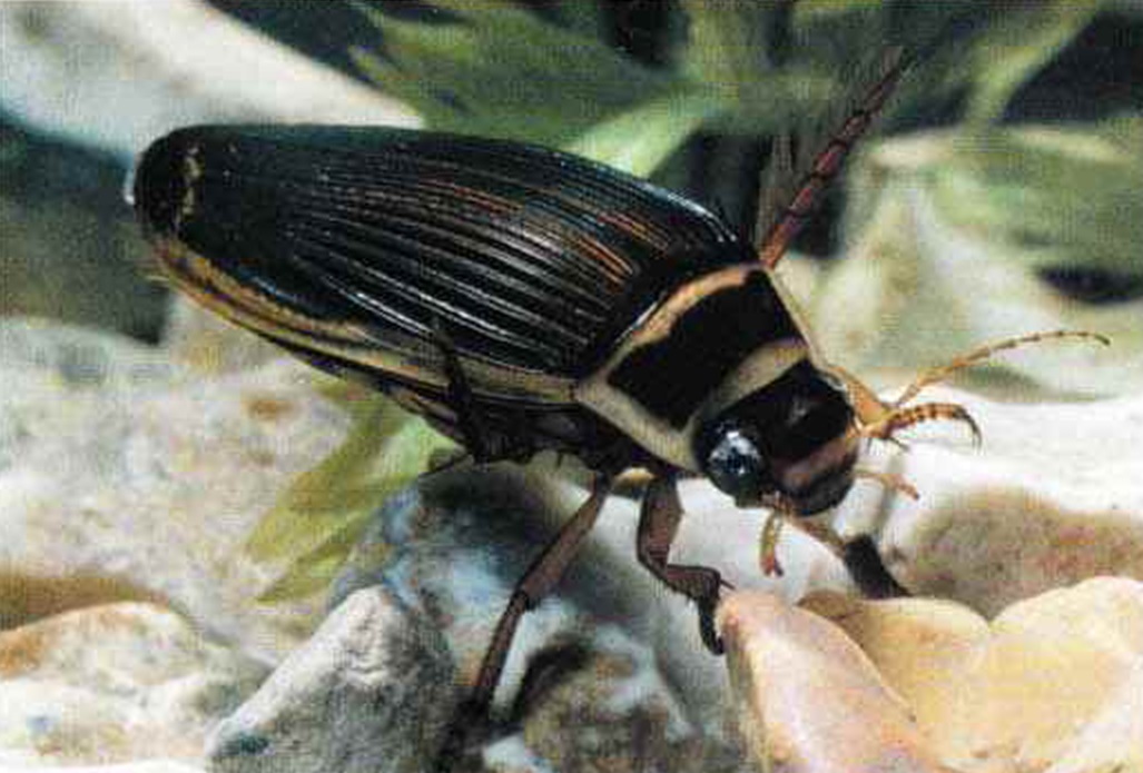 Под водой и в состоянии покоя летательные крылья жука аккуратно уложены и спрятаны под надкрыльями.